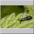 Mystacides azurea - Koecherfliege 02.jpg